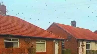 تجاوز عددها الـ 15 ألفا.. سرب من النحل يثير الرعب في مدينة بريطانية