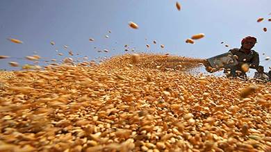 روسيا: 50 مليون طن من القمح معدة للتصدير