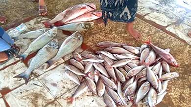 تقرير رسمي: المجمعات السمكية تحت سطوة قبليين