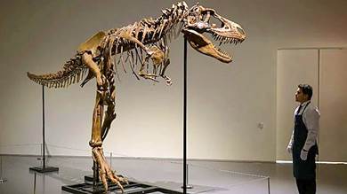 هيكل لديناصور عمره 76 مليون عام للبيع في نيويورك