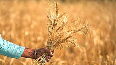 الهند: صدرنا أكثر من 250 ألف طن من القمح لليمن في 3 أشهر
