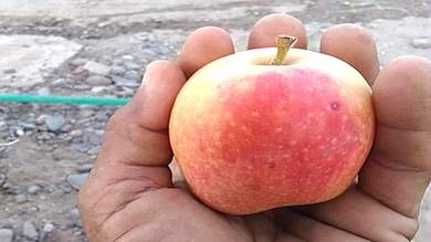 مهندس زراعي ينجح في زراعة التفاح بلحج