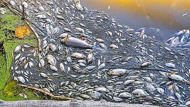 ​نفوق جماعي للأسماك قبالة نهر في ألمانيا وبولندا بسبب مادة سامة