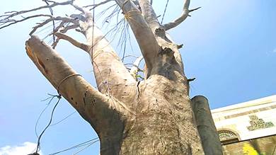 ​شجرة بيافع رصد تتحول إلى خطر محدق بالمارة