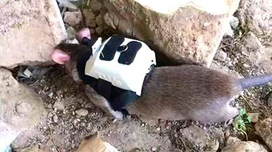 ​فئران مدربة للعثور على ناجيين من زلزال تركيا