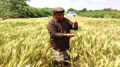​خبير: تجربة زراعة القمح في أبين ناجحة وندعو الوزارة لدعمها