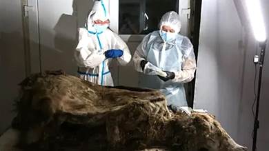 ​العثور على جثة للدب البني عمرها 3500 عام في سيبيريا