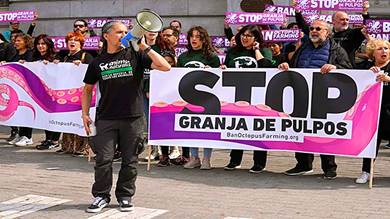 مشروع لحصر 3 ملايين أخطبوط في إسبانيا وناشطون يحتجون