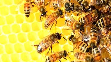 سبب خبيث وراء ​نفوق 3 ملايين نحلة في كاليفورنيا
