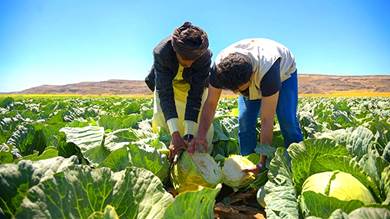 مشاريع دولية لتنمية الزراعة في اليمن وتعزيز الأمن الغذائي