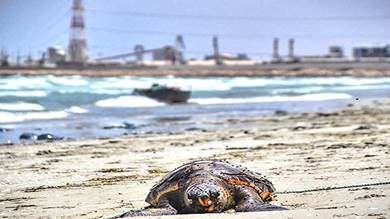 محافظ الحديدة: التلوث البيئي في البحر الأحمر هو مسألة حياة أو موت