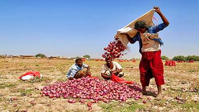اليمن: قرارات لتشجيع المحاصيل الزراعية لمواجهة زحف "القات"