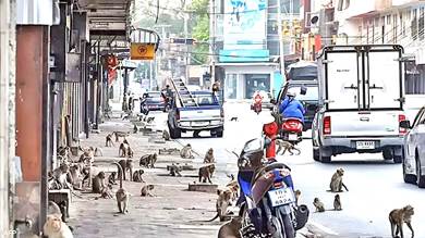 تايلاند تضع خطة لإنهاء الحرب الأهلية مع "القردة"